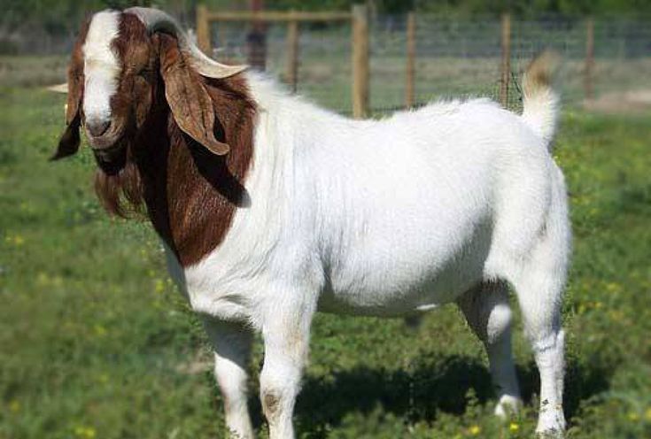 Kambing Qurban